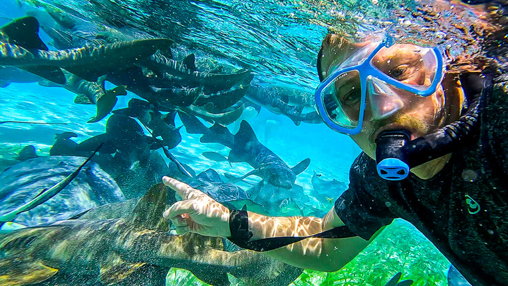 enchanted shark swim caye caulker belize