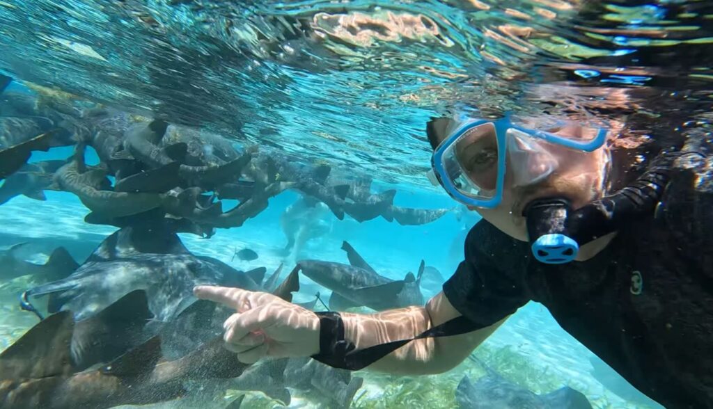 nurse sharks snorkeling caye caulker